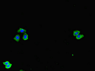 SPOCK1 Antibody in Immunocytochemistry (ICC/IF)