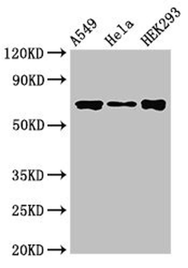 Torc1 Antibody in Western Blot (WB)