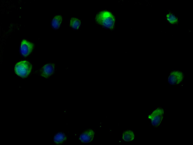 RTN4RL2 Antibody in Immunocytochemistry (ICC/IF)