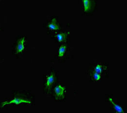 SLC38A9 Antibody in Immunocytochemistry (ICC/IF)