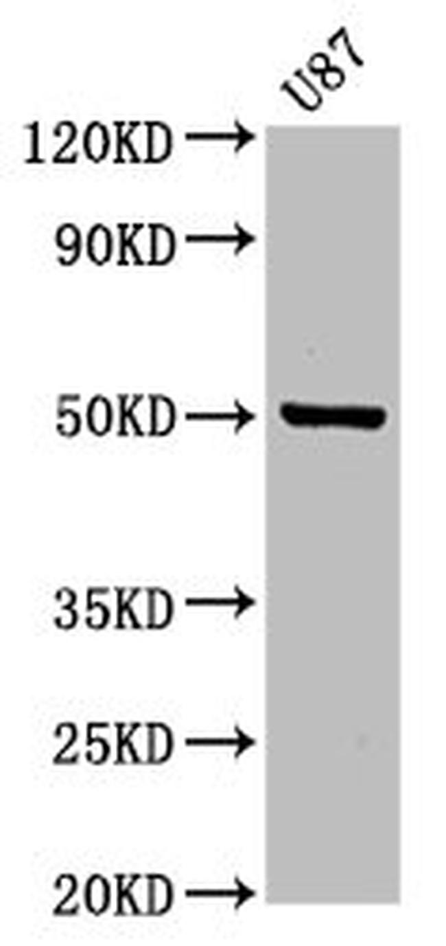 POFUT2 Antibody in Western Blot (WB)