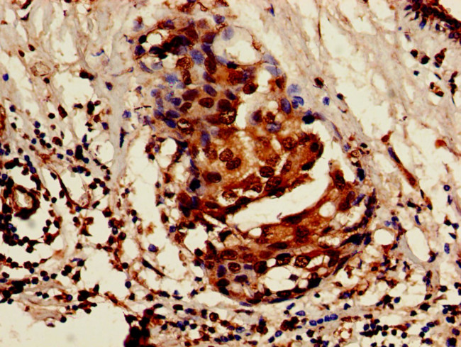 ISOC1 Antibody in Immunohistochemistry (Paraffin) (IHC (P))