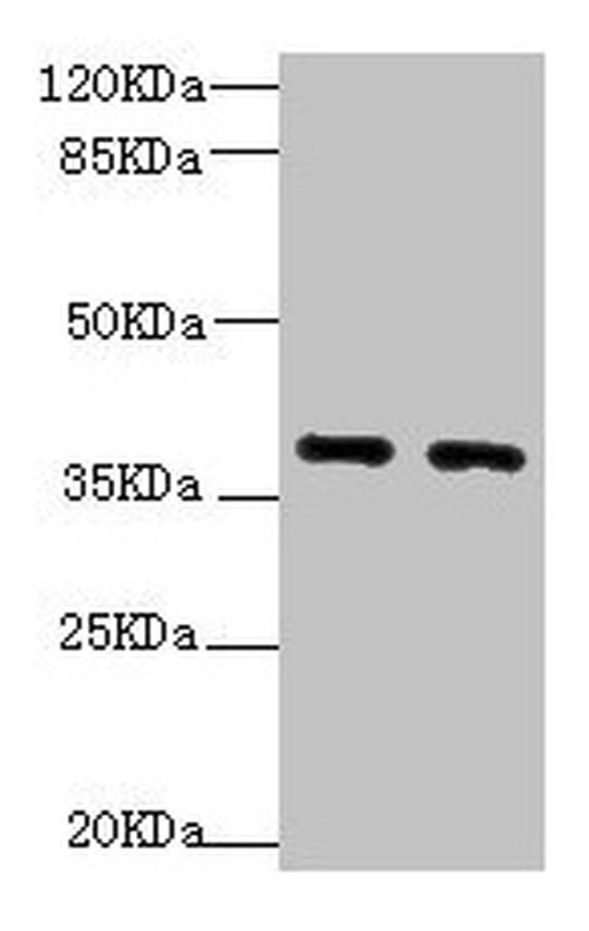 QKI Antibody in Western Blot (WB)