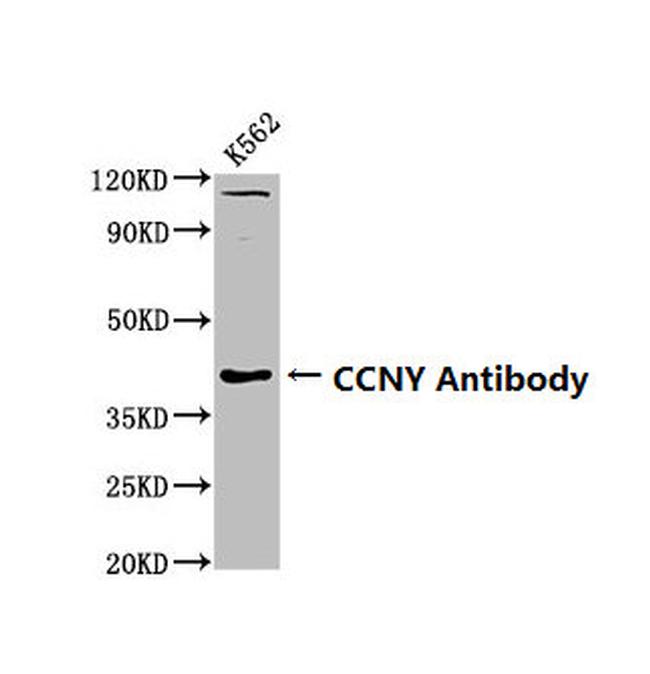 Cyclin Y Antibody in Western Blot (WB)