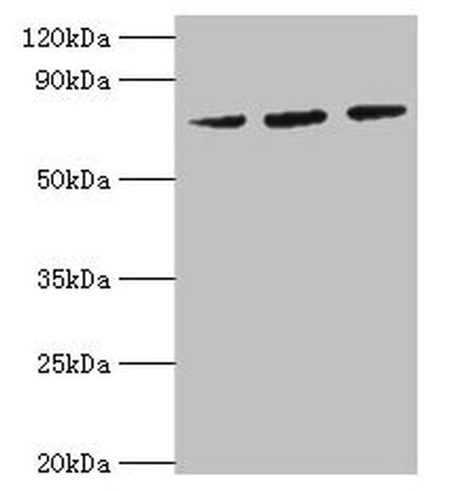 HSPA6 Antibody in Western Blot (WB)