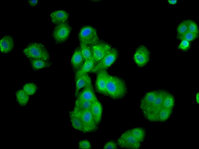 MOV10L1 Antibody in Immunocytochemistry (ICC/IF)