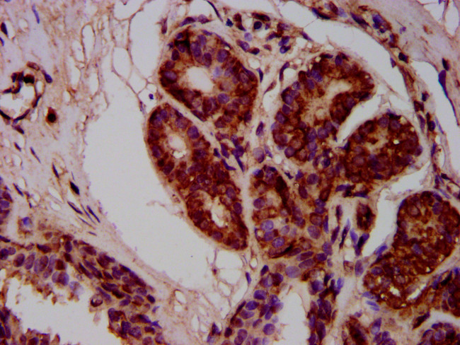 MOV10L1 Antibody in Immunohistochemistry (Paraffin) (IHC (P))