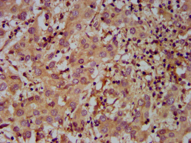 MOV10L1 Antibody in Immunohistochemistry (Paraffin) (IHC (P))