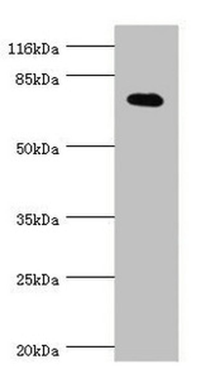 KV4.2 (KCND2) Antibody in Western Blot (WB)