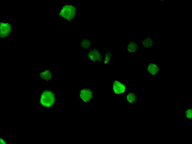 NUP85 Antibody in Immunocytochemistry (ICC/IF)