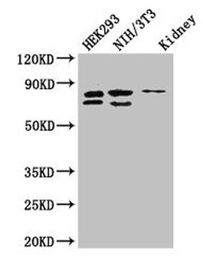 NUP85 Antibody in Western Blot (WB)