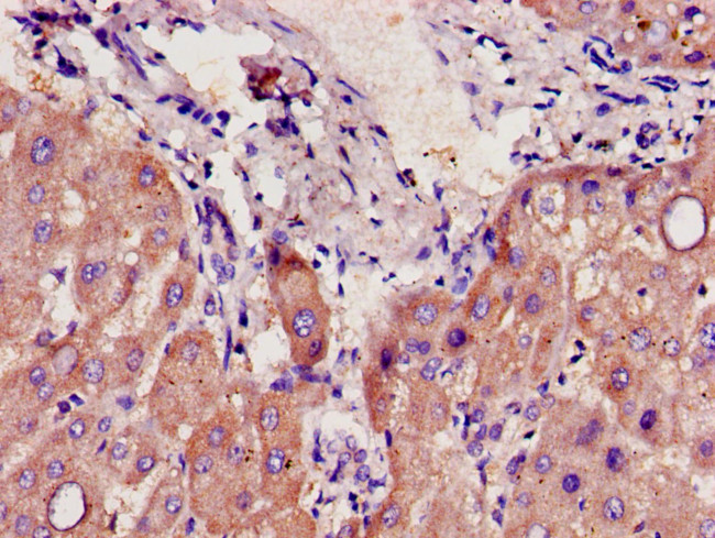 CYP39A1 Antibody in Immunohistochemistry (Paraffin) (IHC (P))