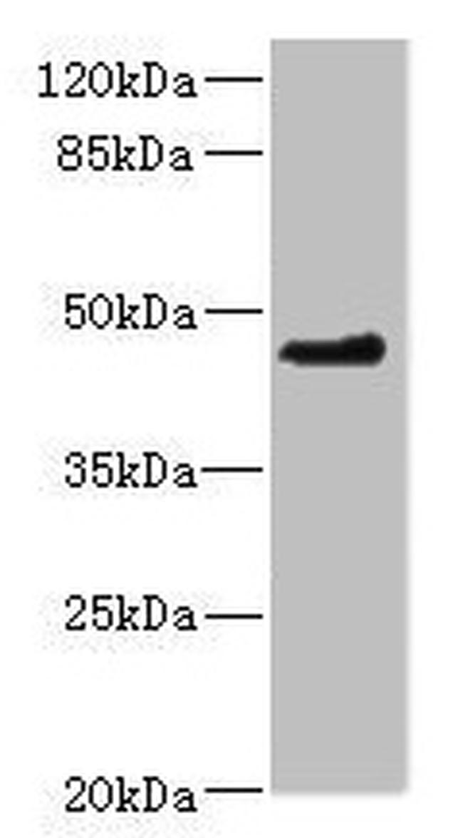 OSGEPL1 Antibody in Western Blot (WB)