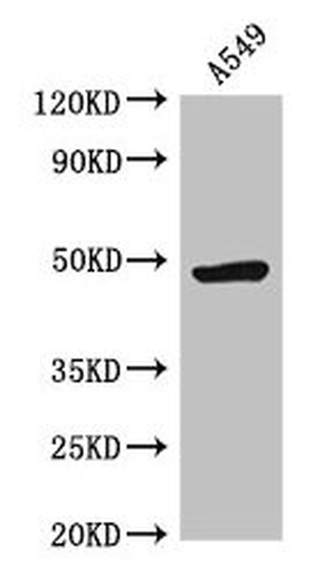 HRH3 Antibody in Western Blot (WB)