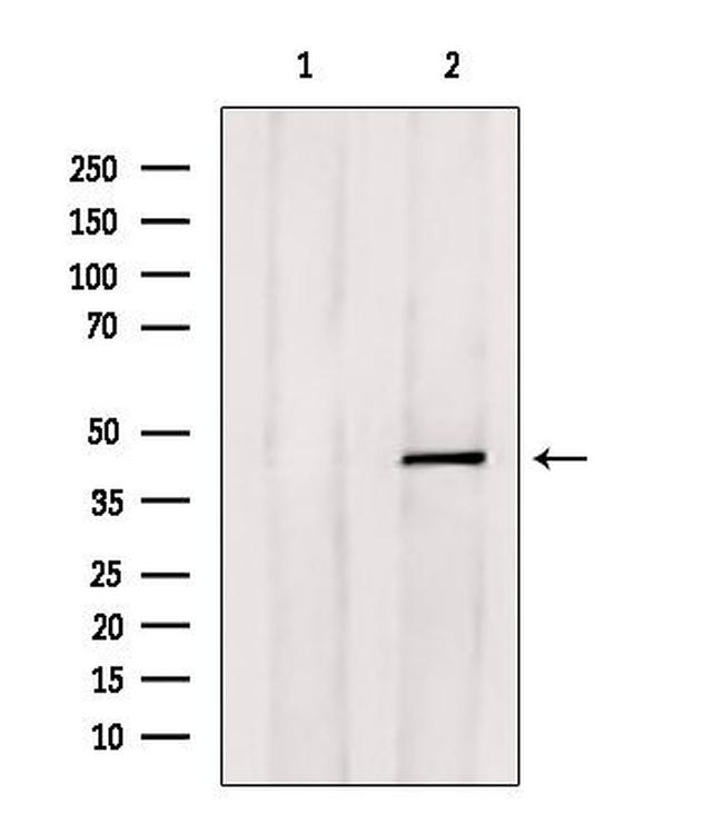 E2F4 Antibody in Western Blot (WB)