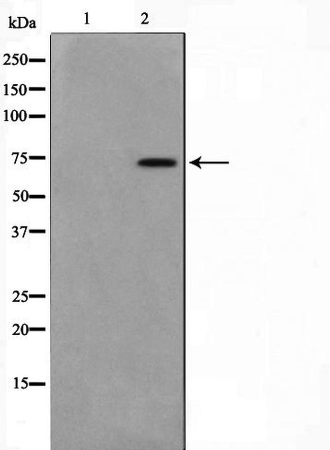 MED17 Antibody in Western Blot (WB)