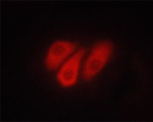 Phospho-ATP1A1 (Ser23) Antibody in Immunocytochemistry (ICC/IF)