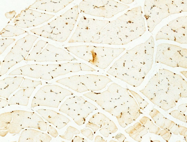 Phospho-SREBP1 (Ser439) Antibody in Immunohistochemistry (Paraffin) (IHC (P))