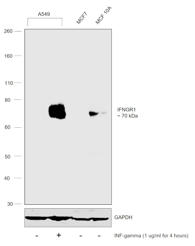 IFNGR1 Antibody in Western Blot (WB)