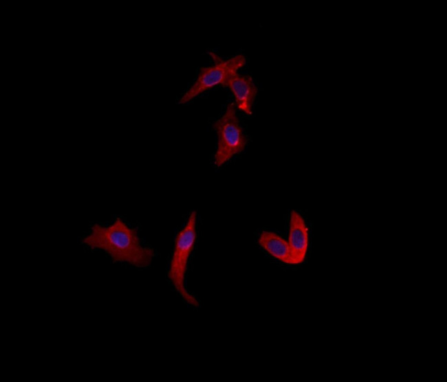 Uba5 Antibody in Immunocytochemistry (ICC/IF)