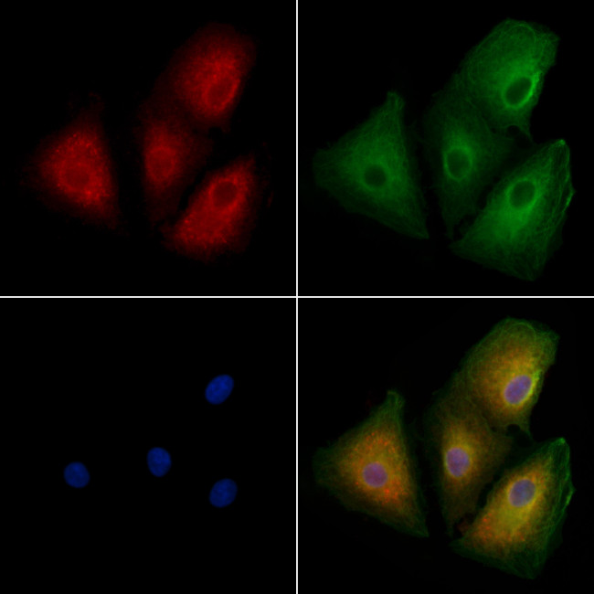 OR10H5 Antibody in Immunocytochemistry (ICC/IF)