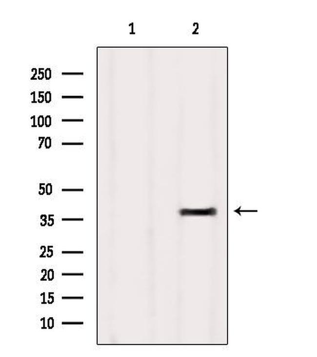 OR4D9 Antibody in Western Blot (WB)