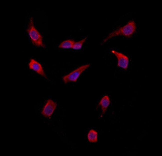 SMCR7 Antibody in Immunocytochemistry (ICC/IF)