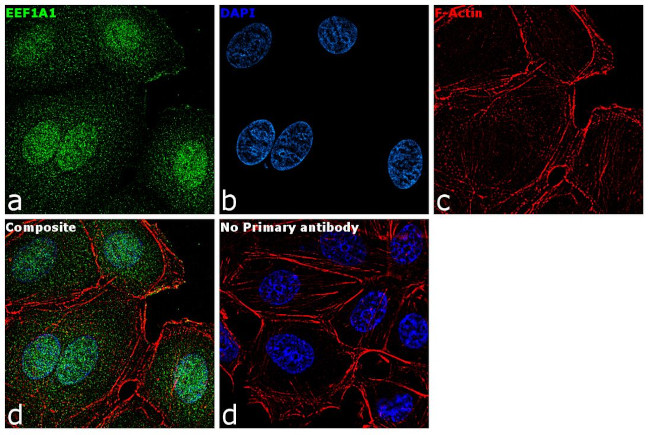 EEF1A1 Antibody in Immunocytochemistry (ICC/IF)