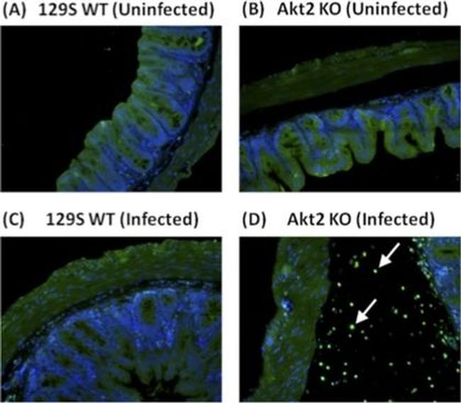 Myeloperoxidase Antibody in Immunocytochemistry (ICC/IF)