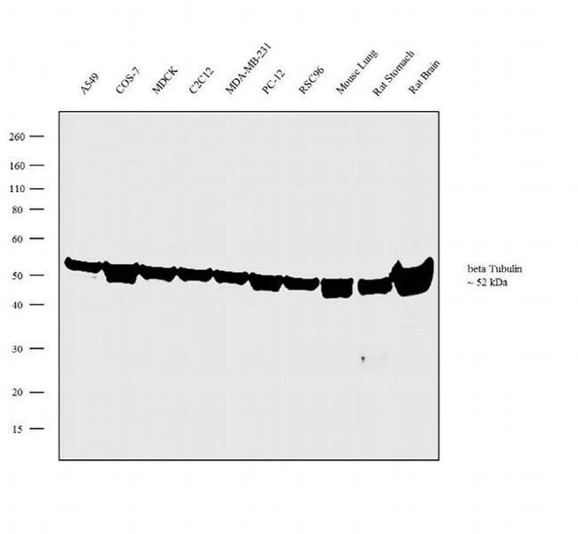 beta Tubulin Antibody in Western Blot (WB)