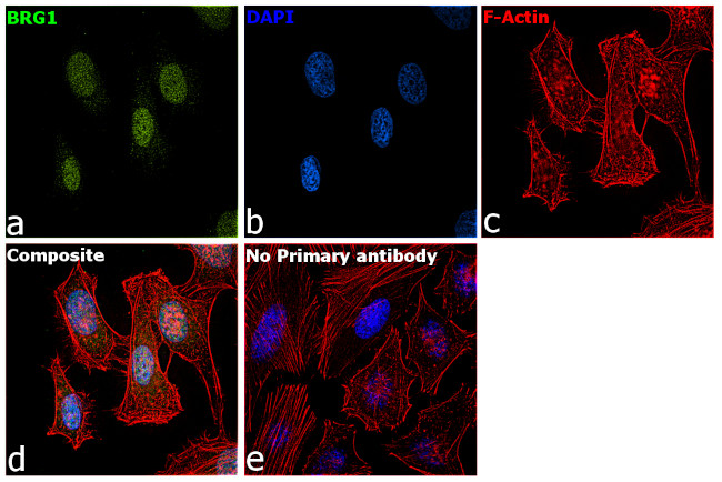 BRG1 Antibody in Immunocytochemistry (ICC/IF)