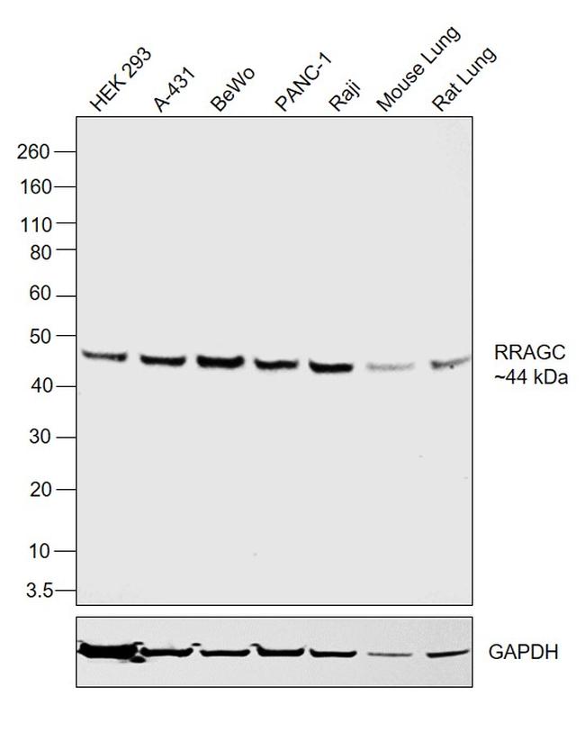 RRAGC Antibody in Western Blot (WB)
