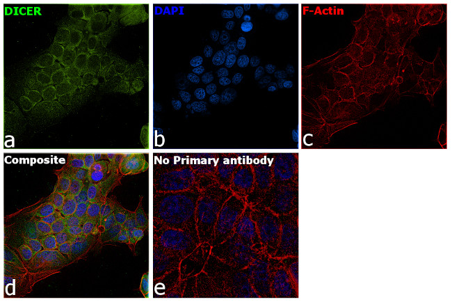 Dicer Antibody in Immunocytochemistry (ICC/IF)