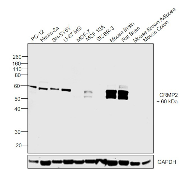 CRMP2 Antibody