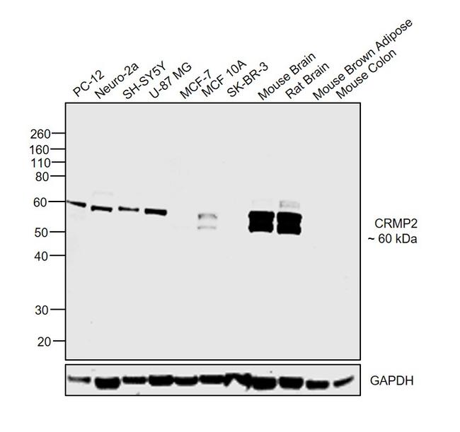 CRMP2 Antibody in Western Blot (WB)