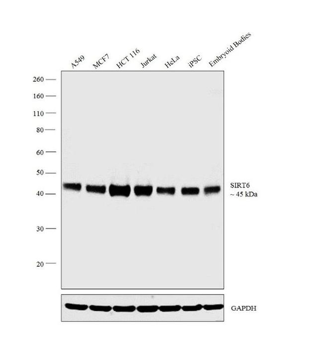 SIRT6 Antibody in Western Blot (WB)