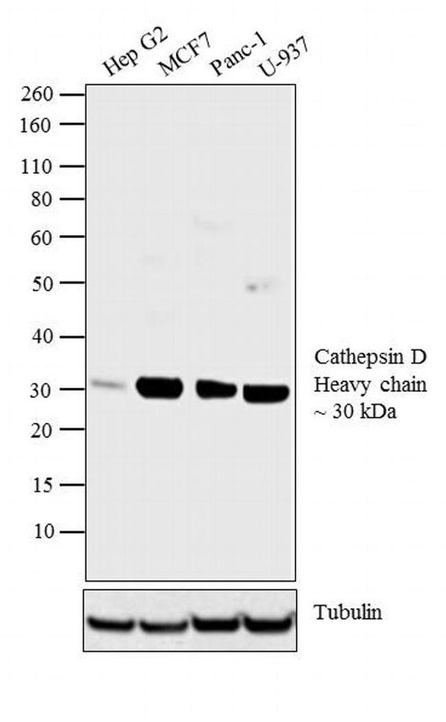 Cathepsin D Antibody in Western Blot (WB)