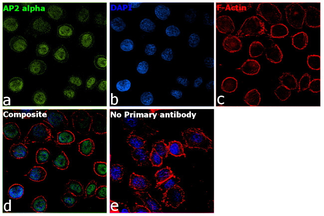 AP2 alpha Antibody in Immunocytochemistry (ICC/IF)