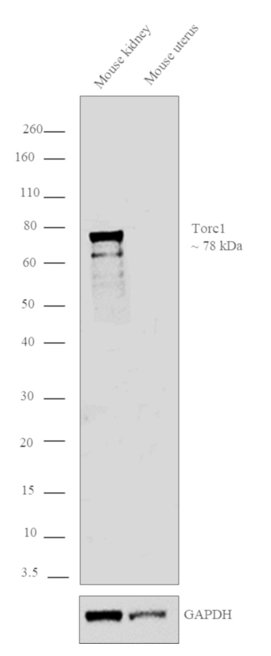 Torc1 Antibody