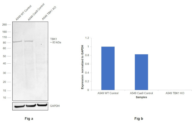 TBK1 Antibody