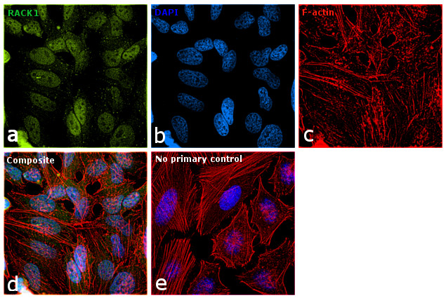 RACK1 Antibody in Immunocytochemistry (ICC/IF)