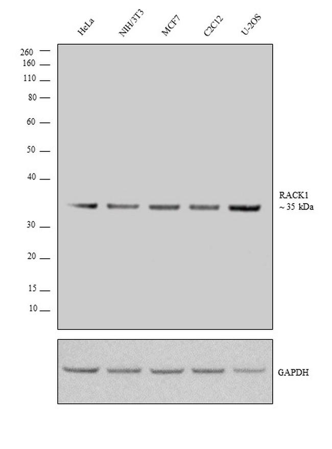 RACK1 Antibody in Western Blot (WB)