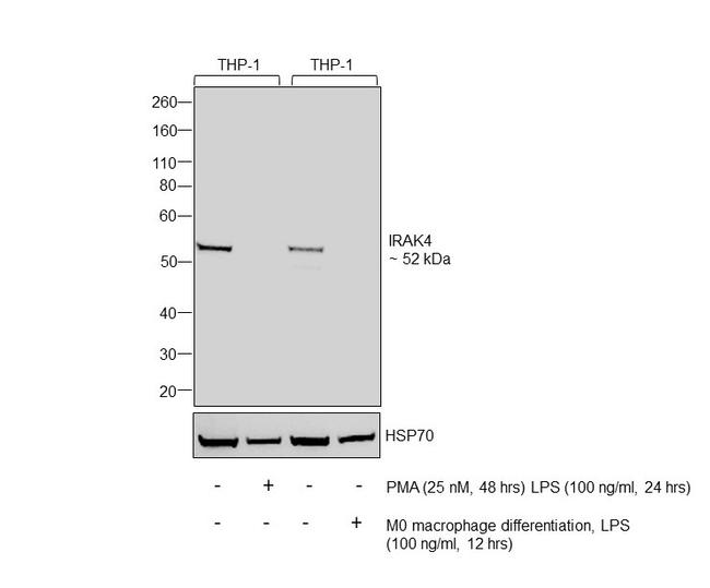 IRAK4 Antibody in Western Blot (WB)