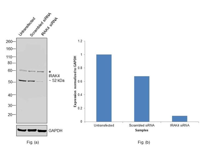 IRAK4 Antibody in Western Blot (WB)