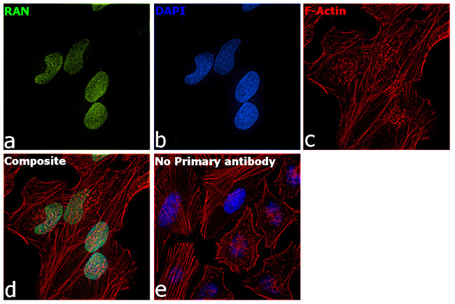 RAN Antibody in Immunocytochemistry (ICC/IF)