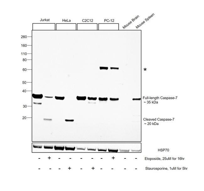 Caspase 7 Antibody in Western Blot (WB)