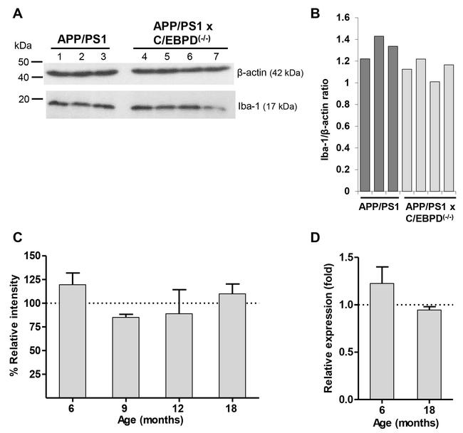 IBA1 Antibody in Western Blot (WB)