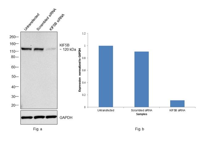 Kinesin 5B Antibody in Western Blot (WB)