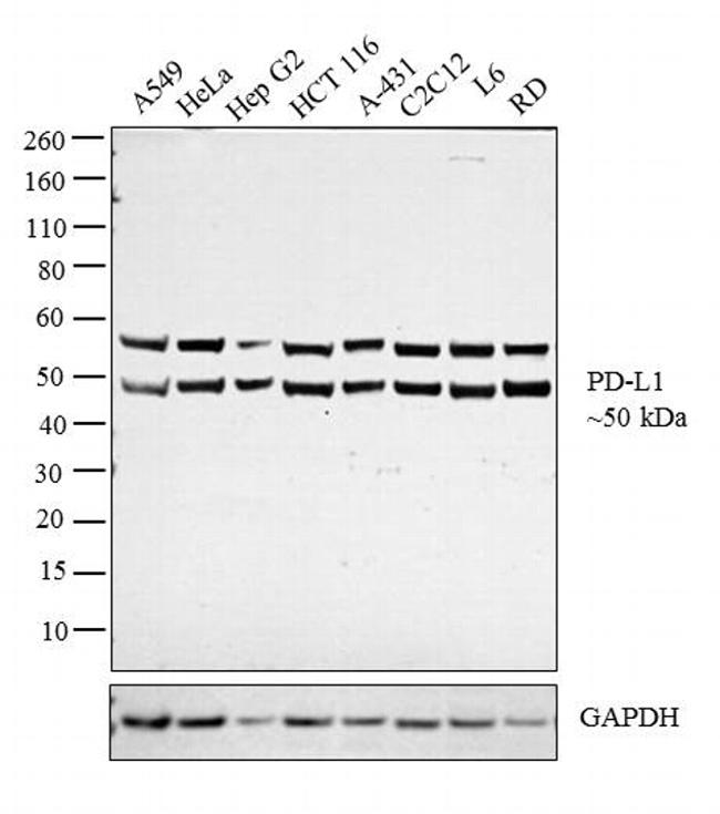 PD-L1 Antibody in Western Blot (WB)