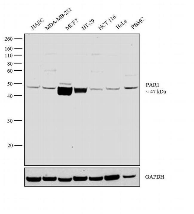 PAR1 Antibody in Western Blot (WB)